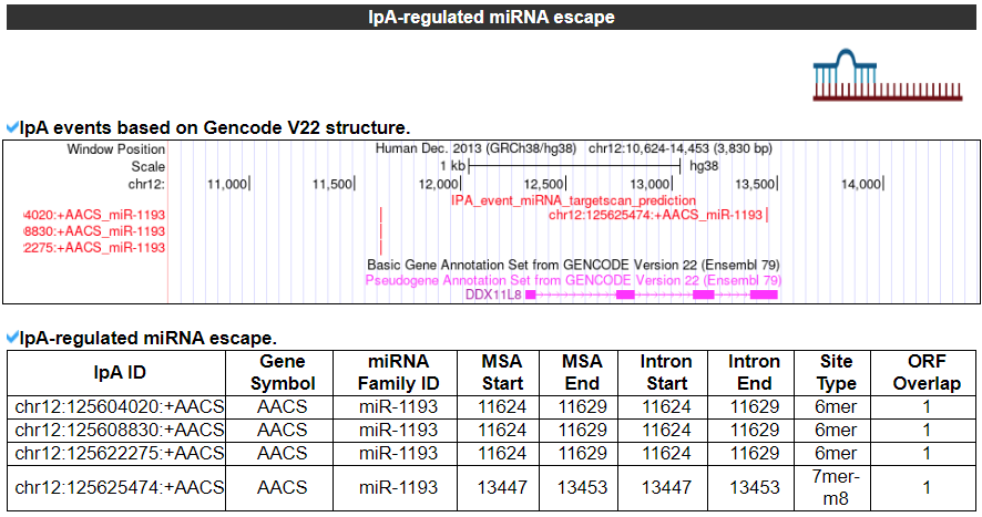 IpA-regulated miRNA escape of AACS - An image showing the analysis result of IpA-regulated miRNA escape, it gives the basic information including Gene Symbol,	miRNA Family ID,	miRNA Binding Site Loci, Site Type	and Cancer Type.