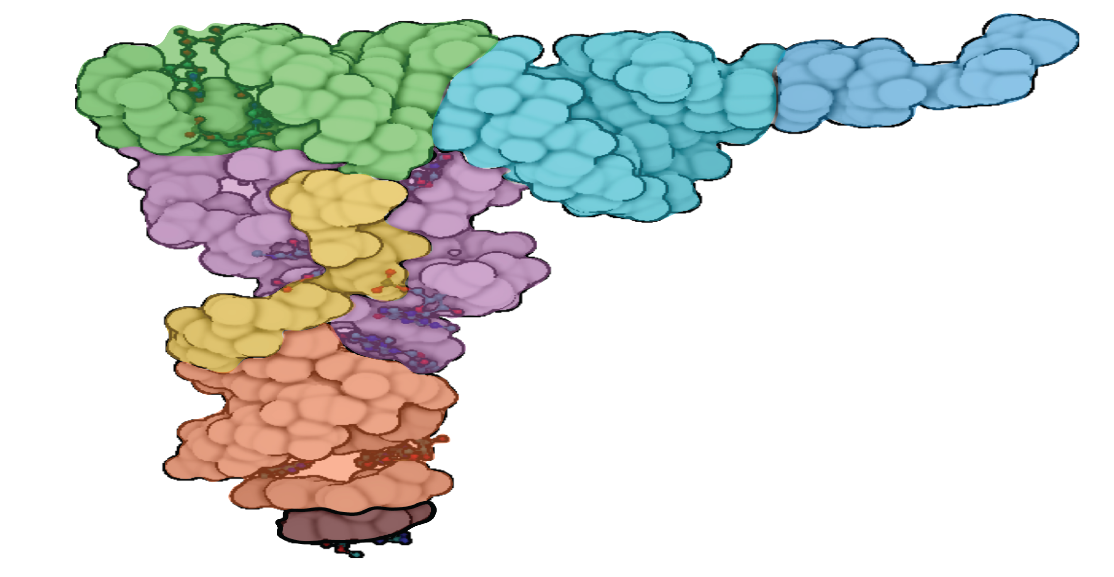 Genetic variants - An image showing an example of genetic variations that affect alternative polyadenylation (IpA) events and their impact on gene expression and phenotype