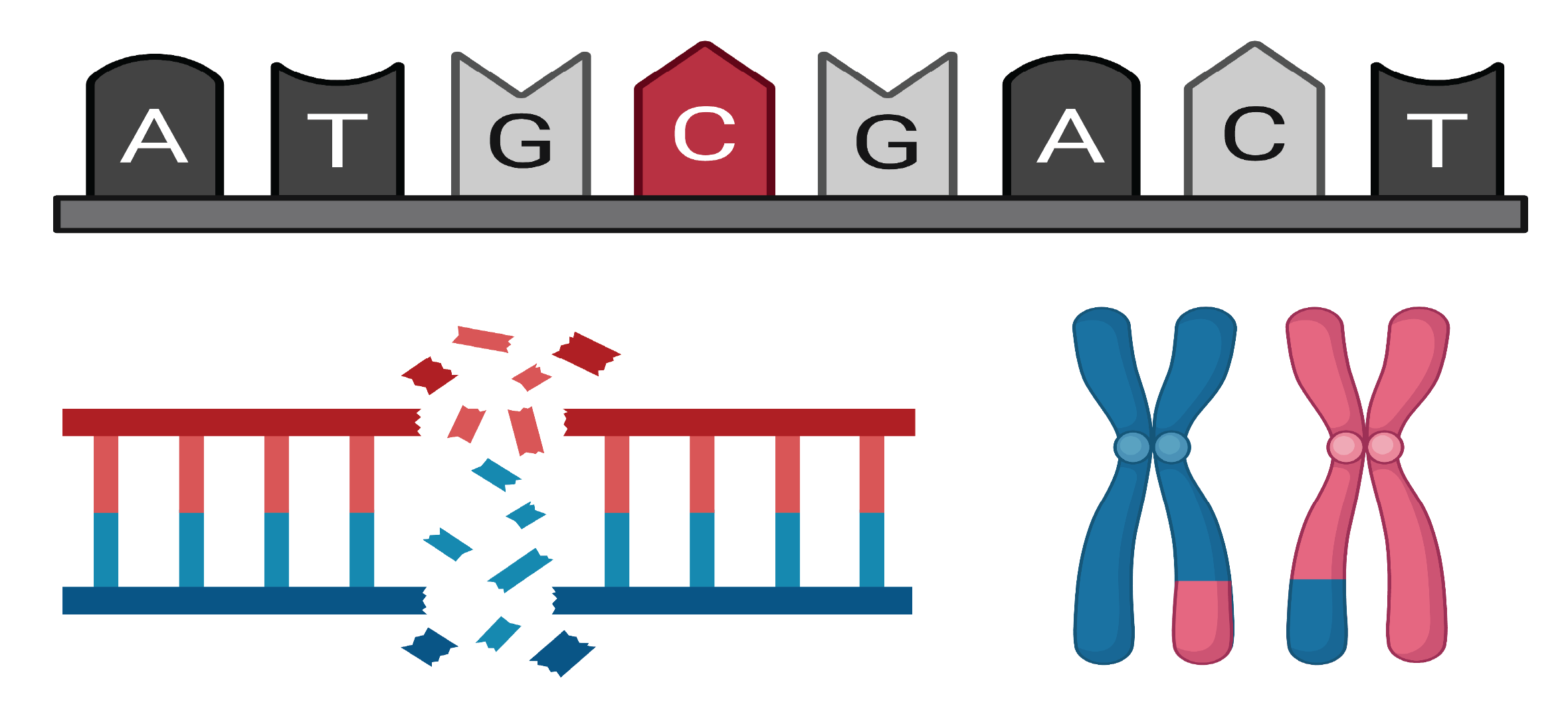 RBP - An image showing the alternative polyadenylation (IpA) events in RNA-binding protein (RBP) genes and their impact on target gene regulation and post-transcriptional processes