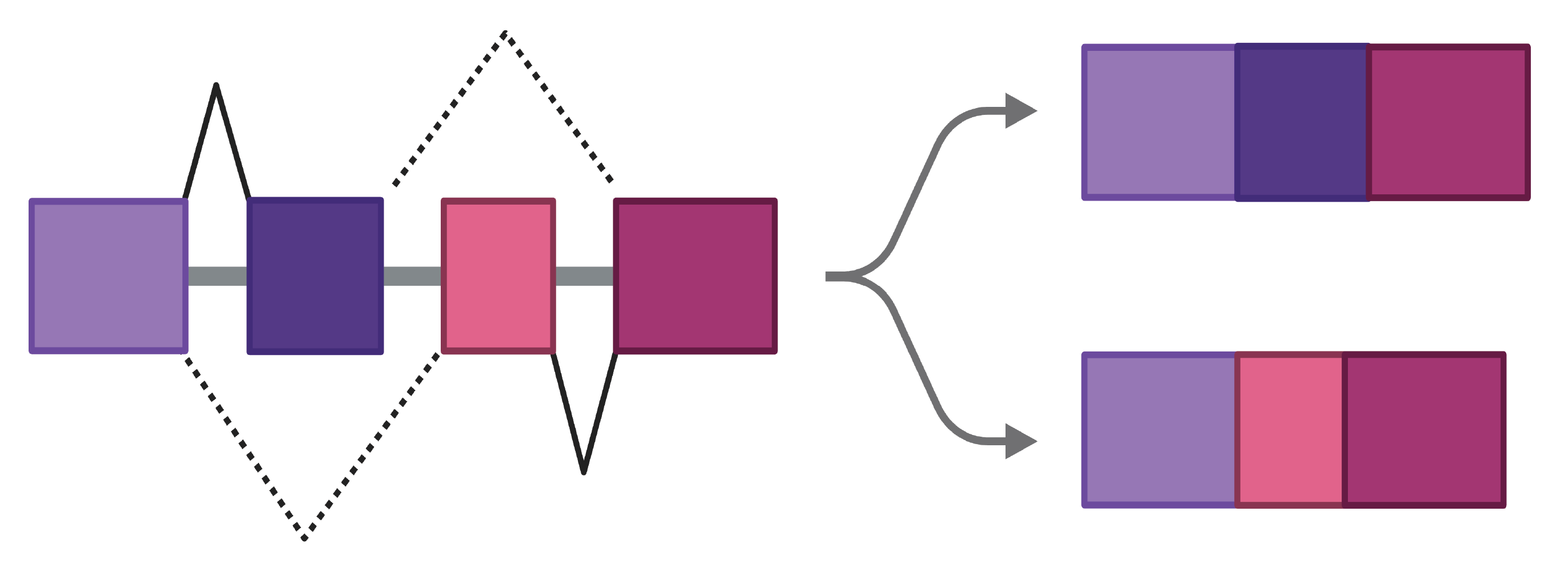 Splicing factor - An image showing the IpA events in splicing factors on alternative splicing, illustrating the impact of alternative polyadenylation on splicing regulation