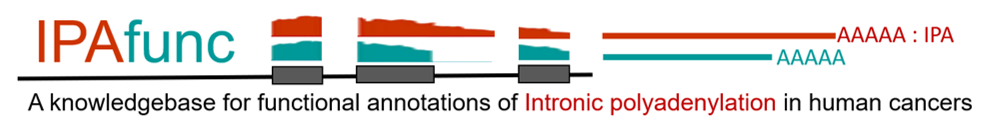 IPAfunc logo - IPAfunc is a knowledgebase for functional annotations of intronic polyadenylation in human cancers. CAFuncIpA reveals the IpA events associated with cancer survival and tumor progression. Moreover, the potential downstream effects of IpA on gene/isoform expression, regulation of miRNAs, RNA binding proteins (RBPs), and alternative splicing events are included in CAFuncIpA. In addition, CAFuncIpA also reveals the upregulators of IpA events, such as the effects of genetic variants on intronic poly(A) sites and RBPs, as well as the effect of methylation phenotypes on IpA events.