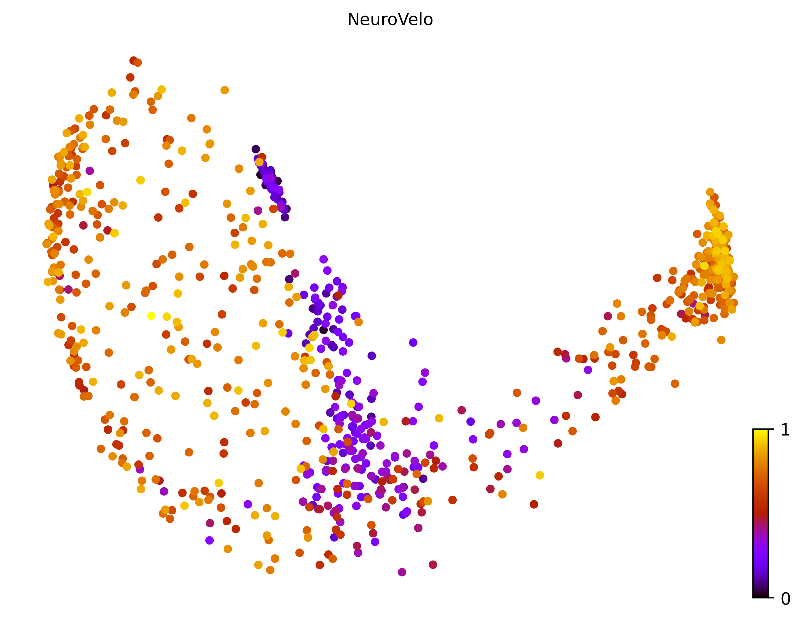 7_bifurcating_loop_cell1000_gene10000_pseudotime