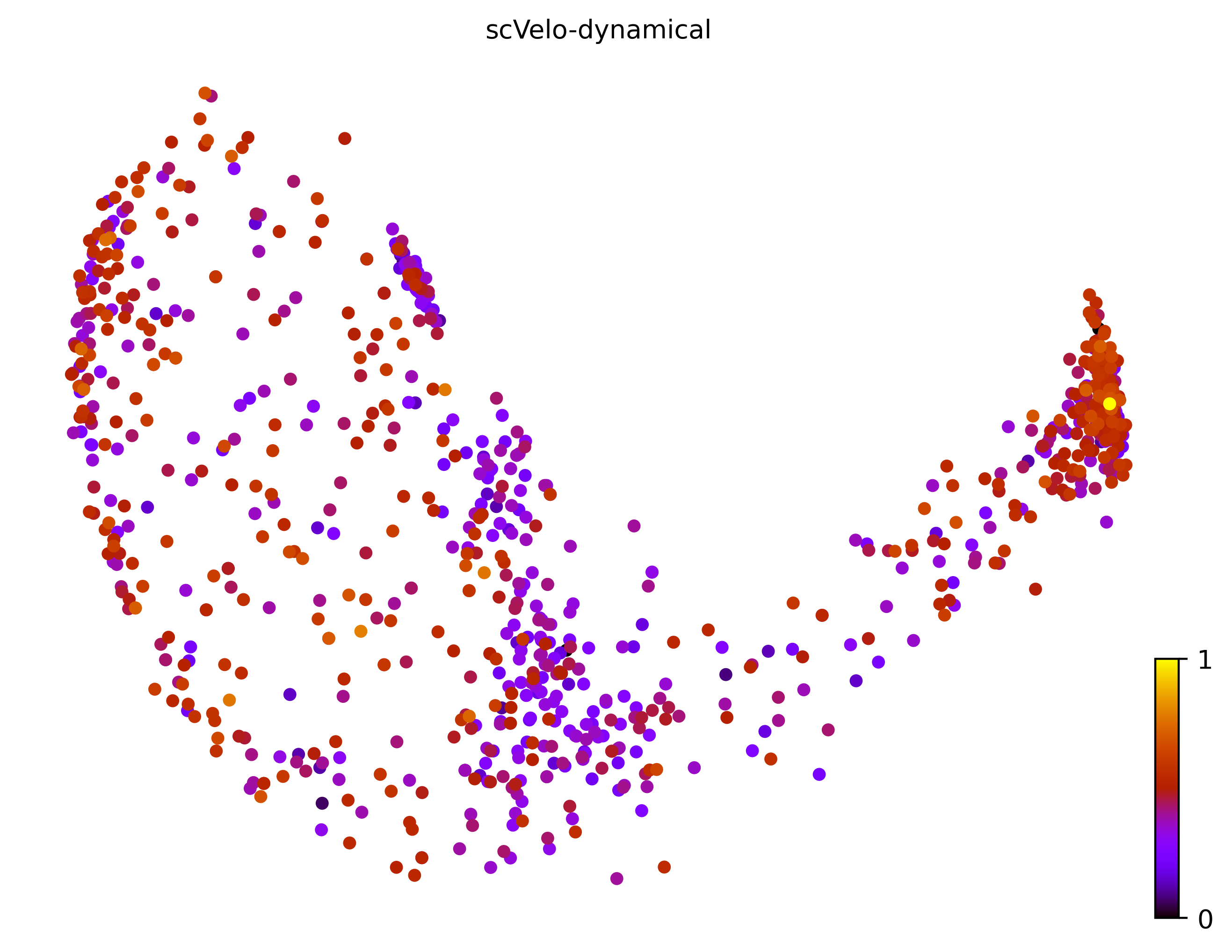 7_bifurcating_loop_cell1000_gene10000_pseudotime