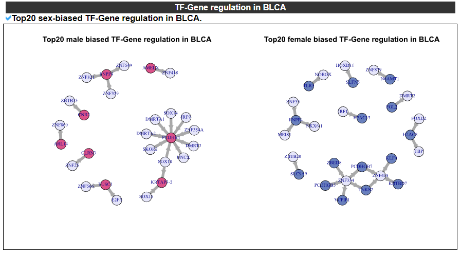 TF-Gene regulation in BLCA