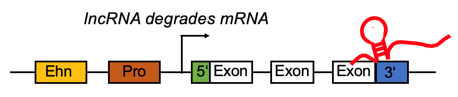 lncrna_mRNA