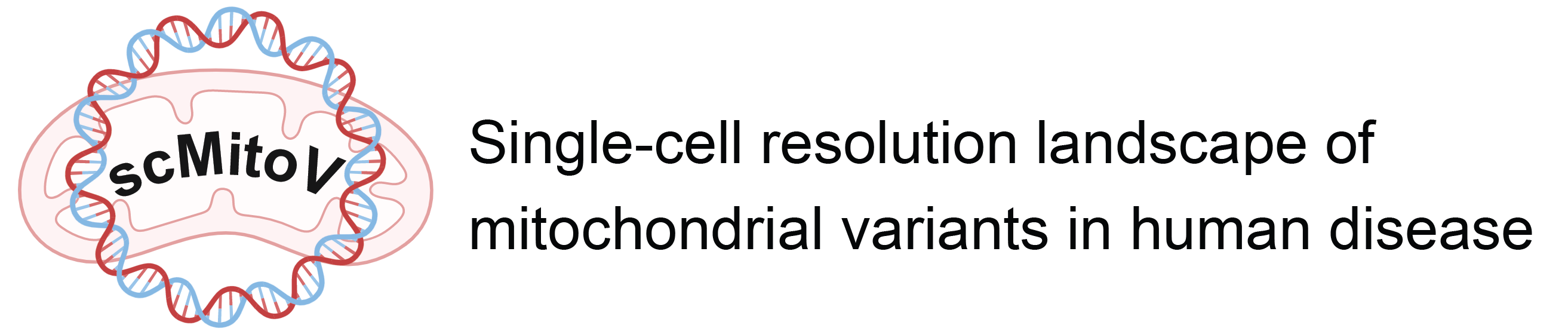 This database is called scMitoV, and the full name is 'Single-cell resolution landscape of mitochondrial variants in human disease'. The icon on the left side of the image is the logo of this database, depicting a mitochondrion and a circle DNA. Inside the logo is the name of the database. The right side of the image shows the full name.
